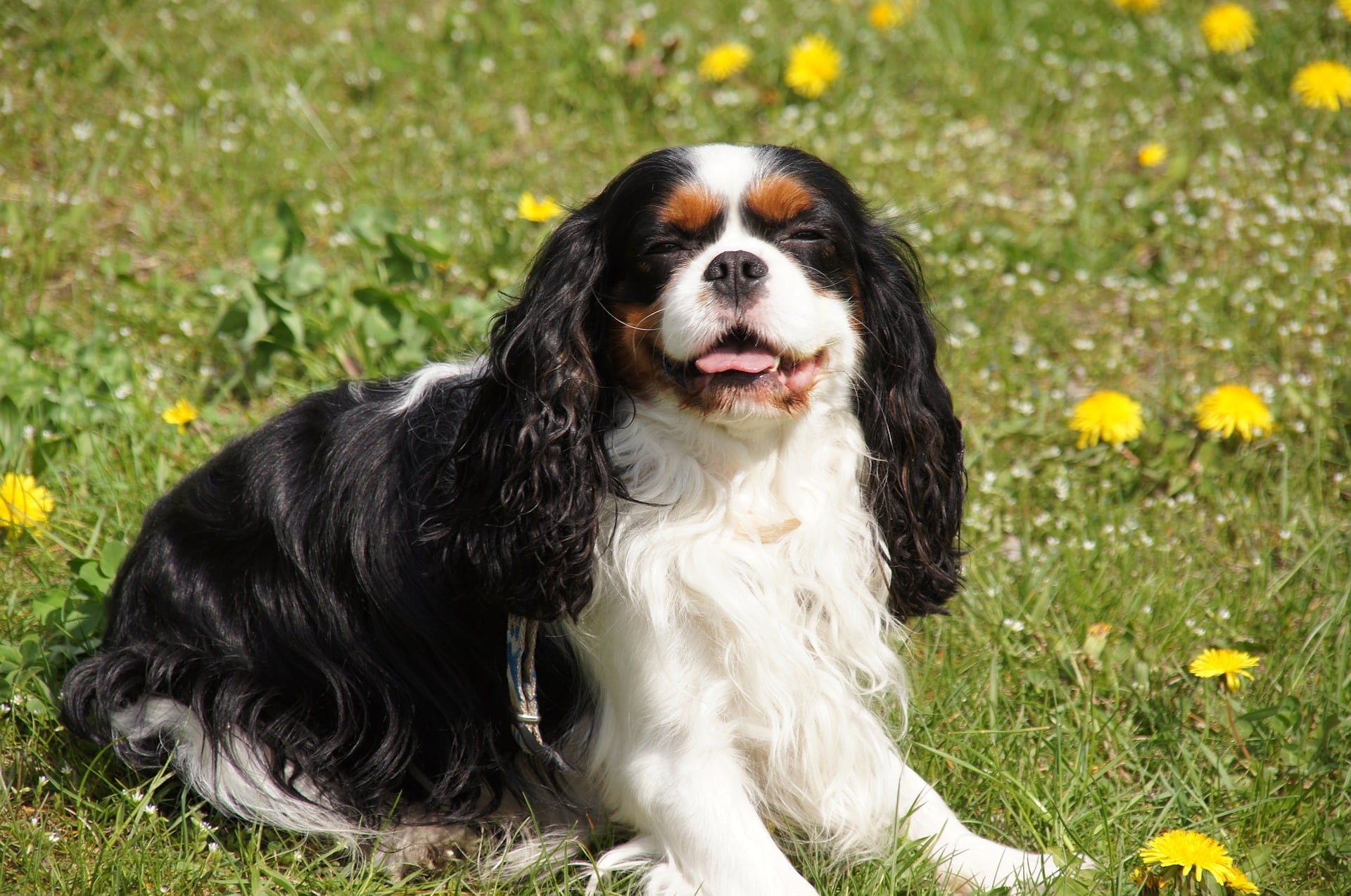 Cavalier King Charles Spaniel - charakterystyka, pielęgnacja, zdrowie ( Encyklopedia psów )