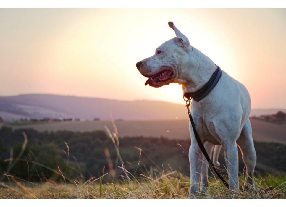 Dog kanaryjski (Dogo canario) - encyklopedia ras psów