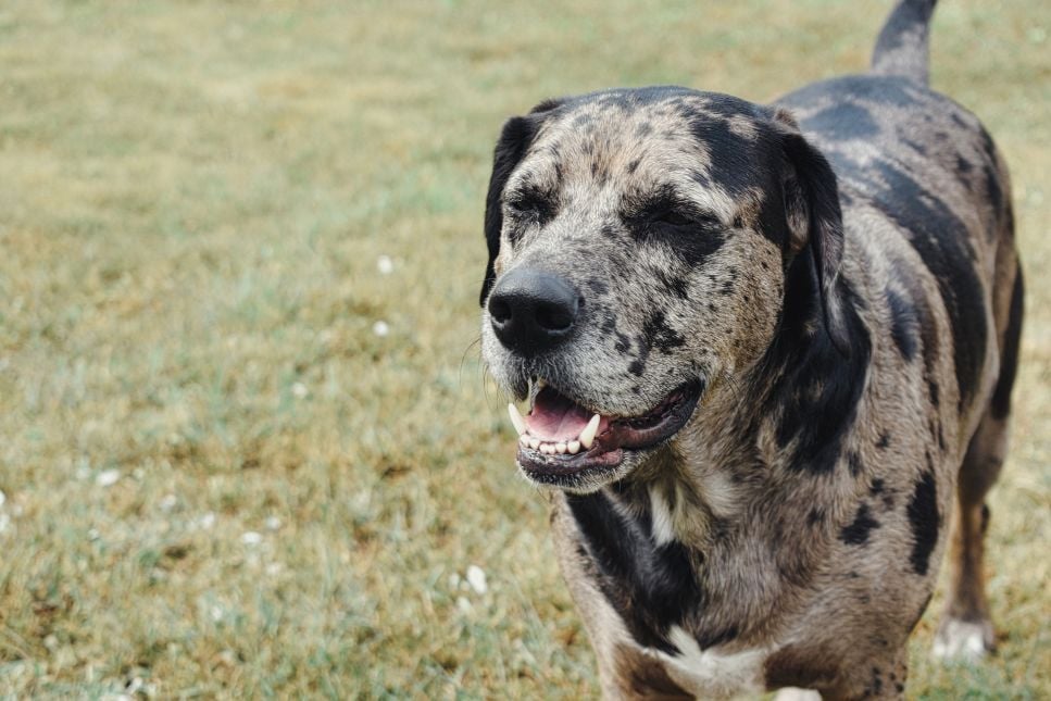 Catahoula Leopard Dog – Encyklopedia psów