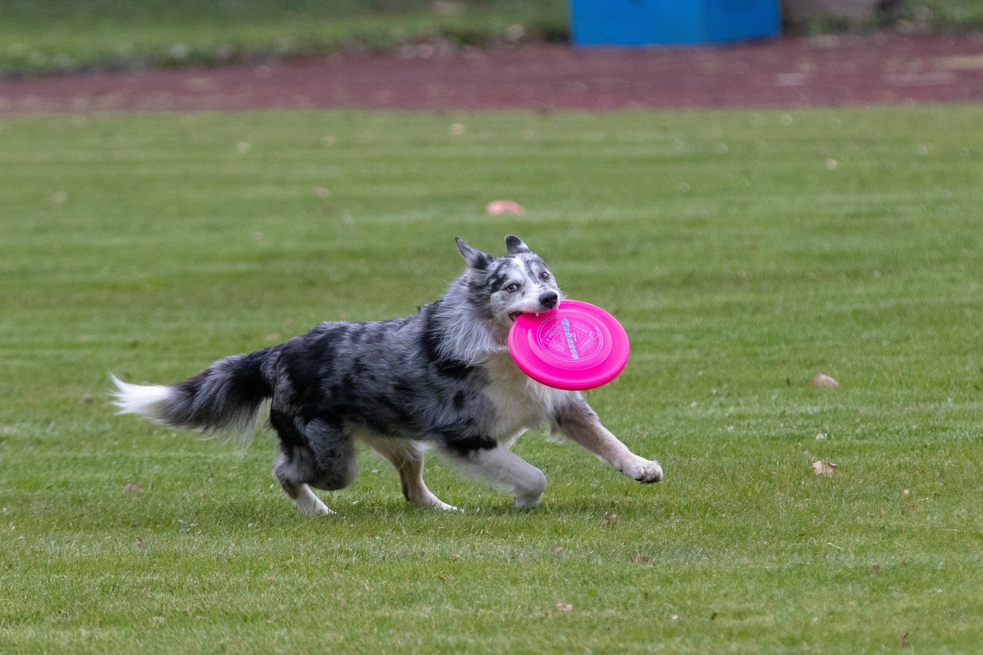 Dogfrisbee – czym są latające psy? Jak przeprowadzić trening dogfrisbee krok po kroku?