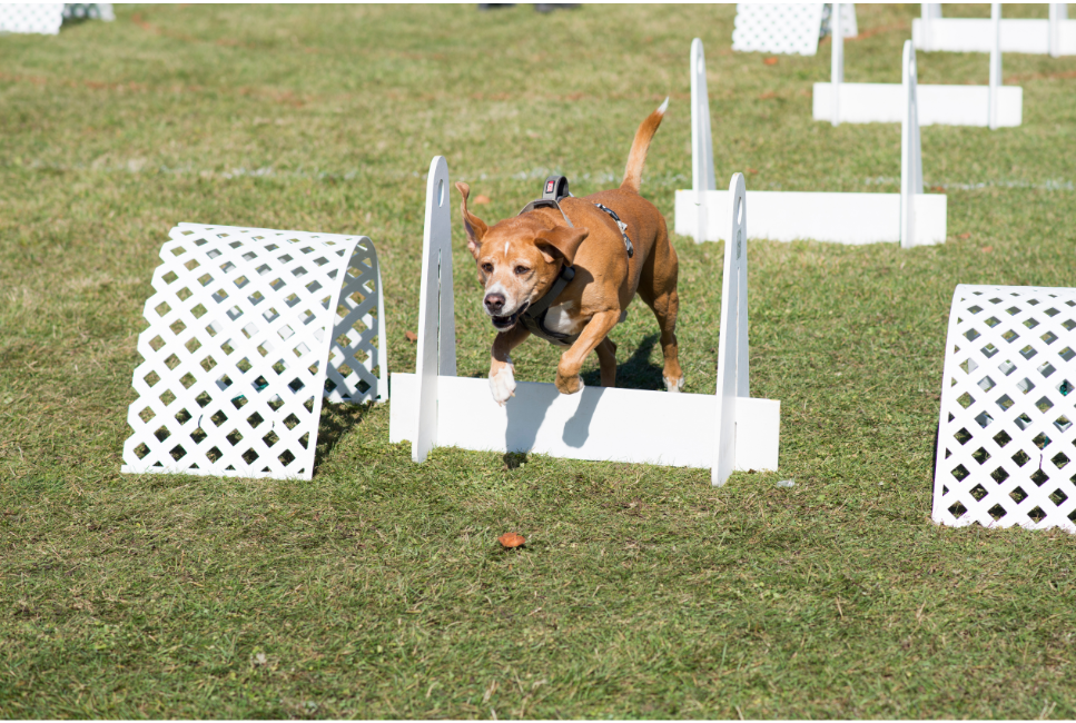 Poznaj flyball dog! Czy to aktywność dla twojego psa?