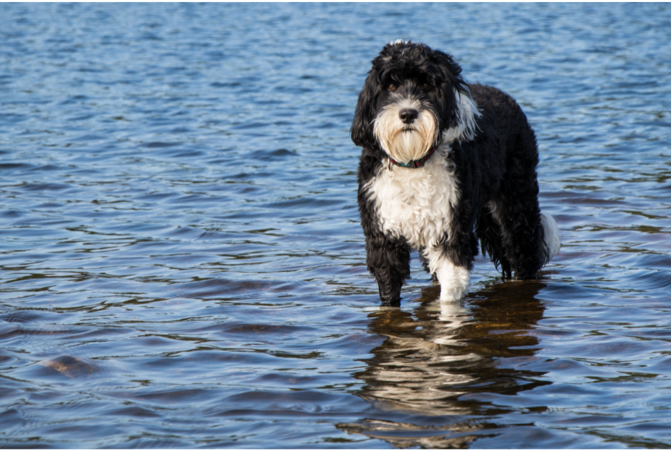 Portugalski pies dowodny (Cão de Água Português) - encyklopedia ras psów