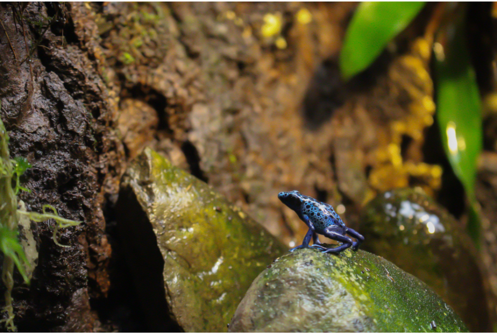 Drzewołazy (Dendrobates) - czy to najpiękniejsze okazy terrarystyczne?