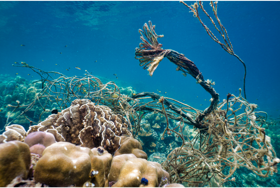 Duch amazoński (duch brazylijski) - najważniejsze informacje o gatunku