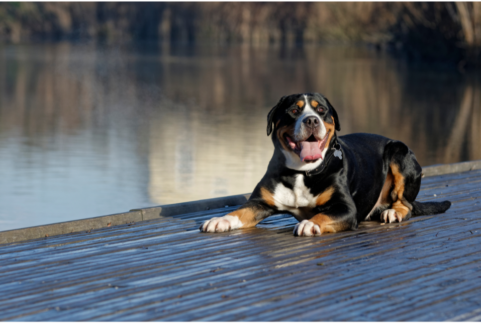 Duży szwajcarski pies pasterski - encyklopedia ras psów