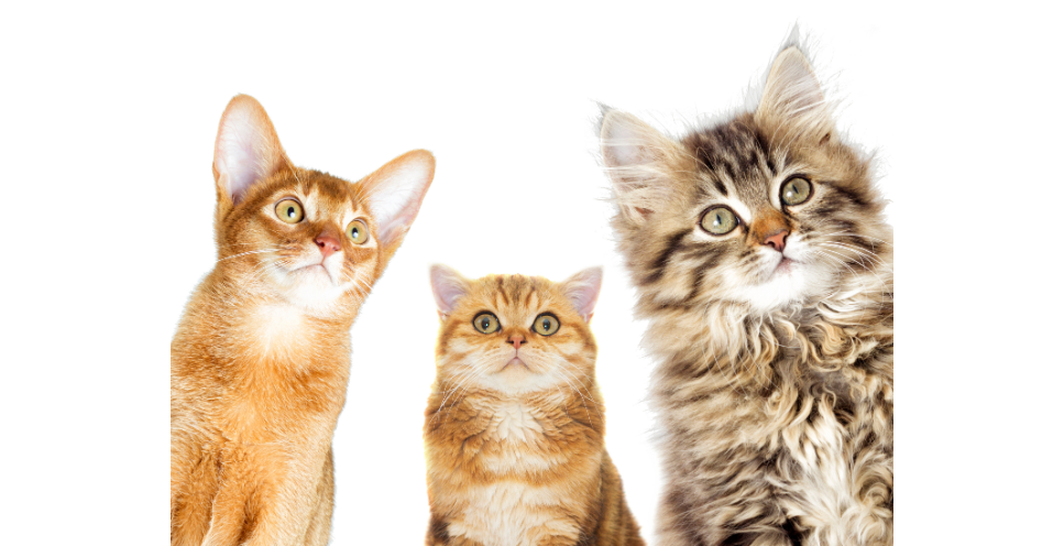 Kiedy wypada Dzień Kota i jak go celebrować - sprawdzone tipy!