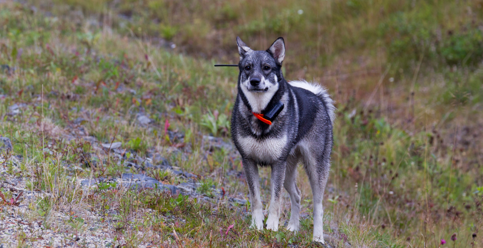 Elkhund szary (norweski pies na łosie) - encyklopedia ras psów
