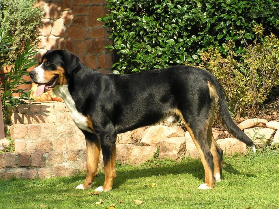 Entlebucher (mountain dog) - najważniejsze informacje o rasie