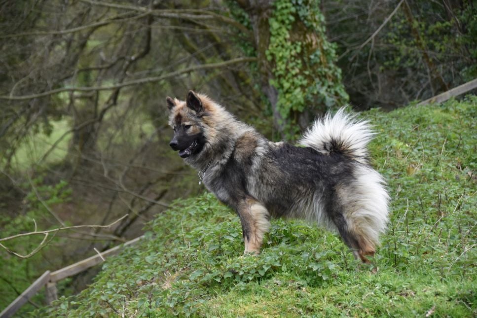 Eurasier (Eurasian dog) – Encyklopedia psów
