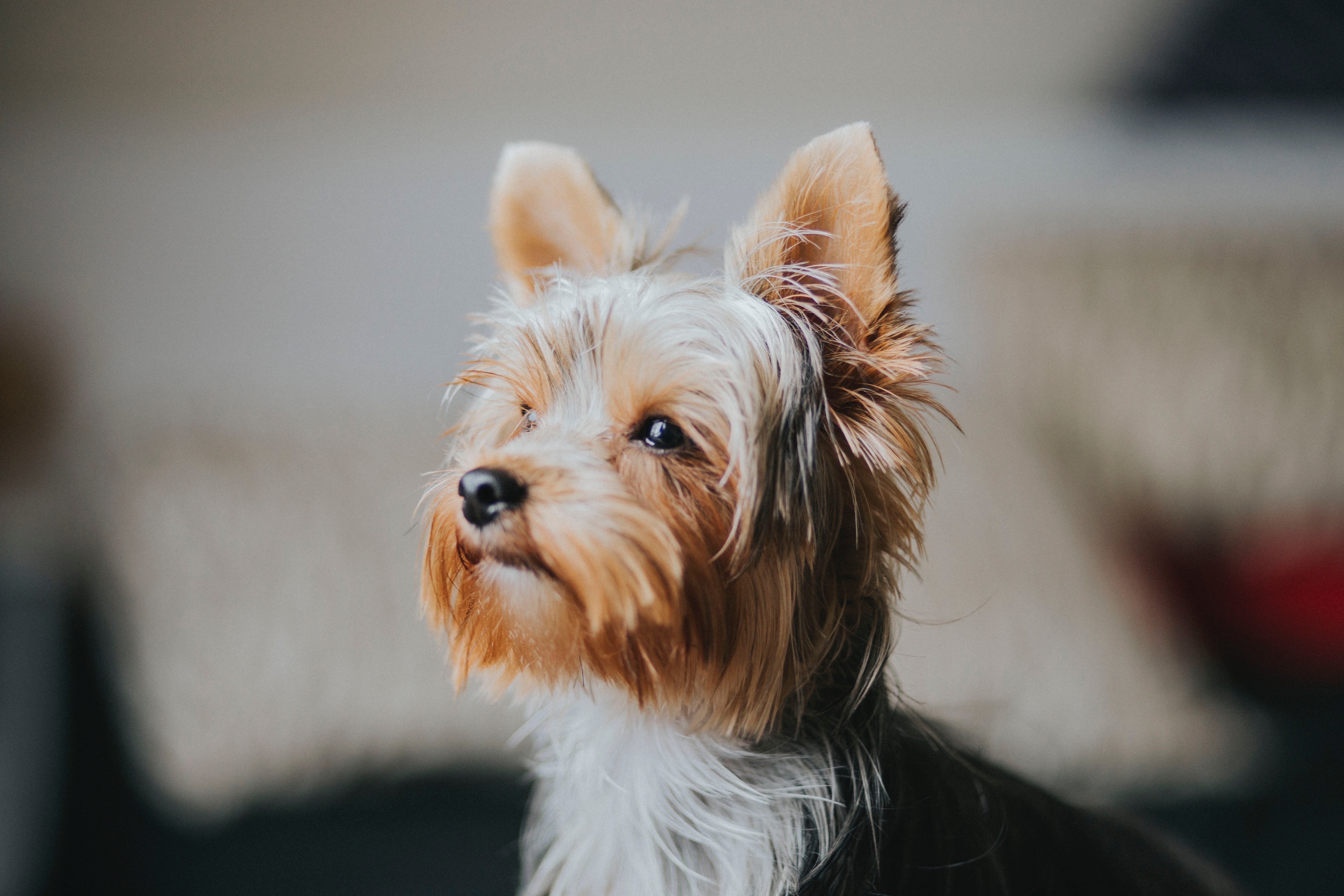 Yorkshire terrier - charakterystyka, pielęgnacja, zdrowie (Encyklopedia psów)