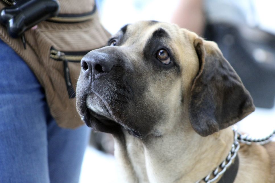 Fila brasileiro (Fila brazylijska) – najważniejsze informacje o rasie. Encyklopedia psów