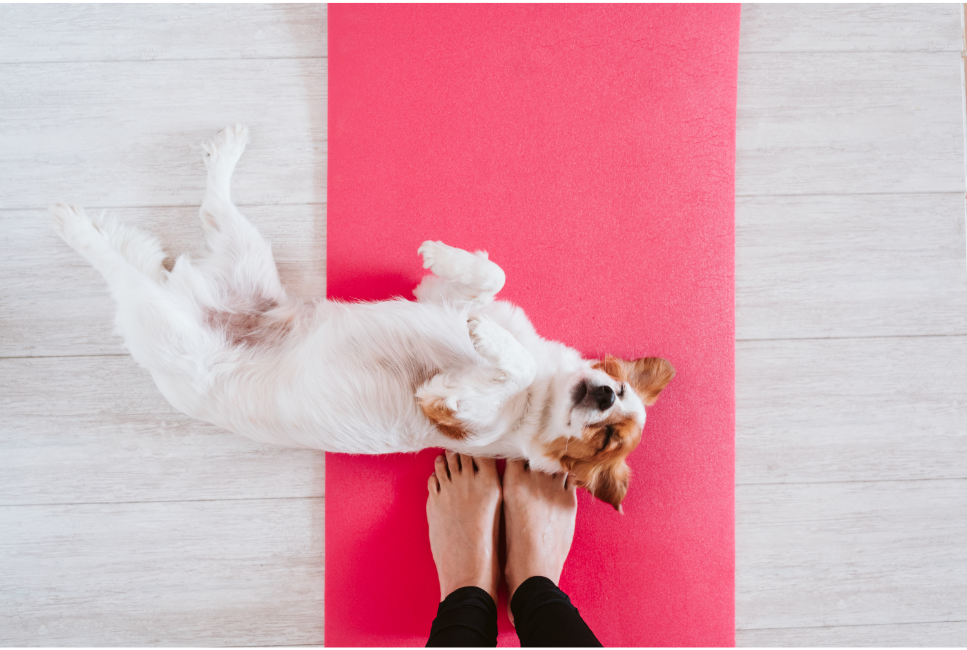 Fitness dla psów - rozciąga, rozluźnia, uczy, ale czy ma wady?