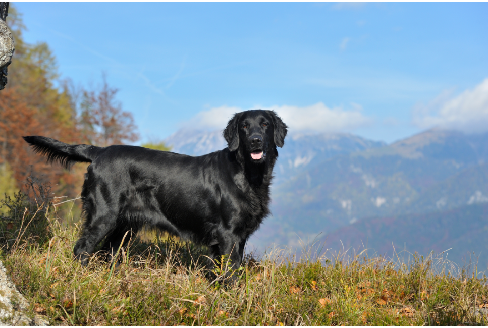Jaki jest jedyny gładkowłosy retriever? Flat coated retriever - encyklopedia ras psów