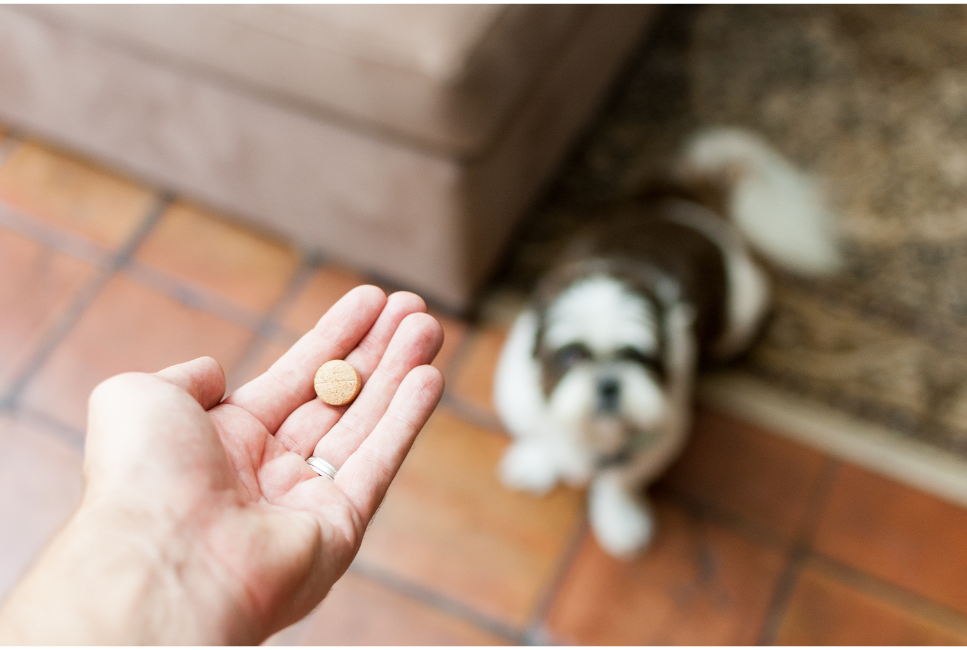 Gabapentyna - przełomowy lek w weterynarii?