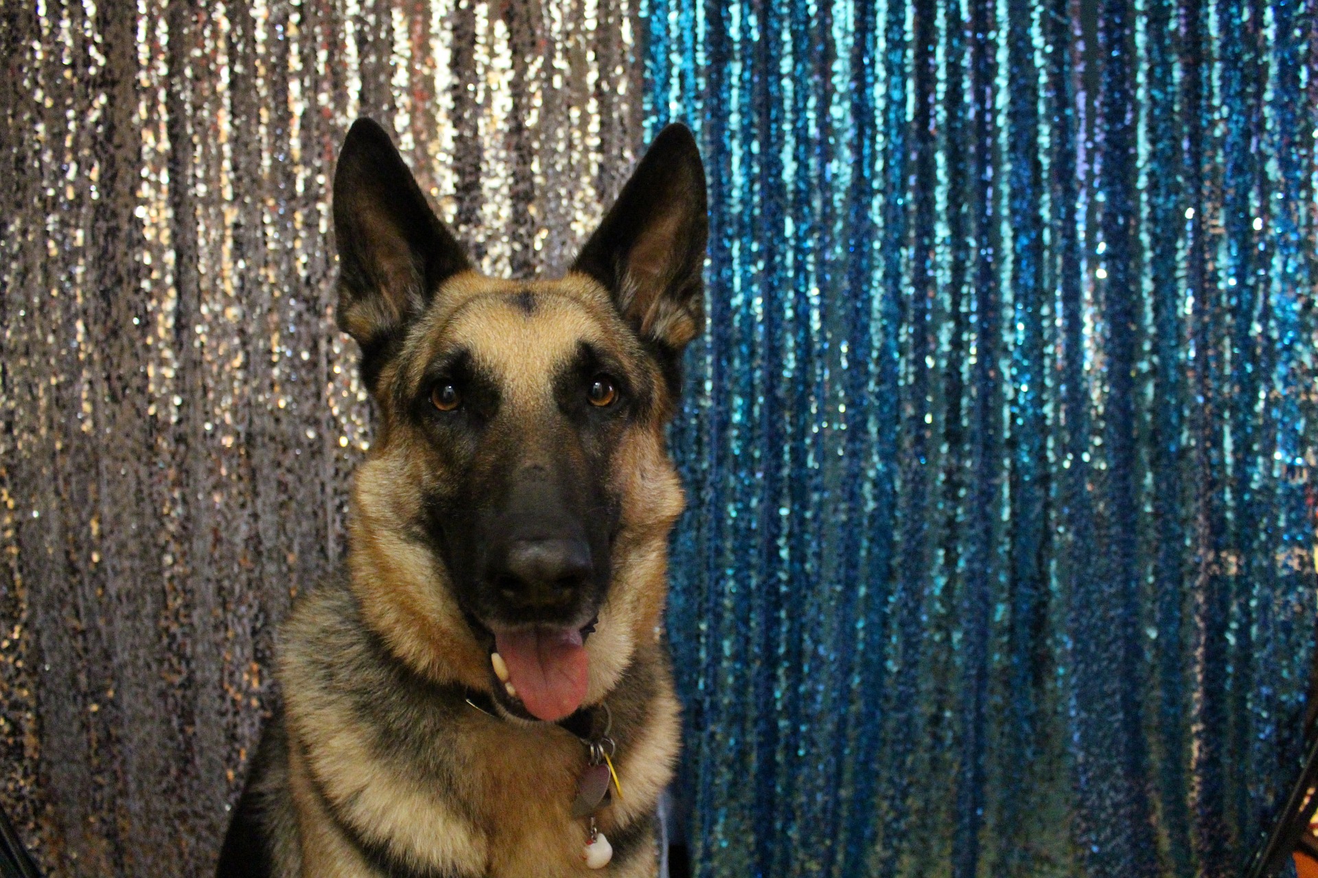 Jakie są rasy psów policyjnych? Na czym polega ich szkolenie i praca?