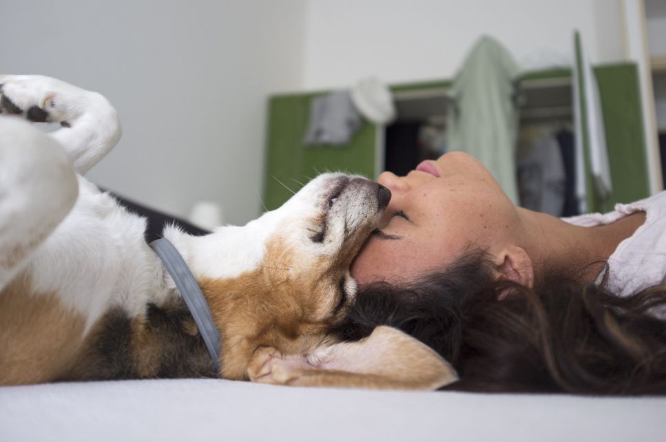 Głaskanie psa ma znaczenie! Sprawdź, jak sprawić psu najwięcej radości