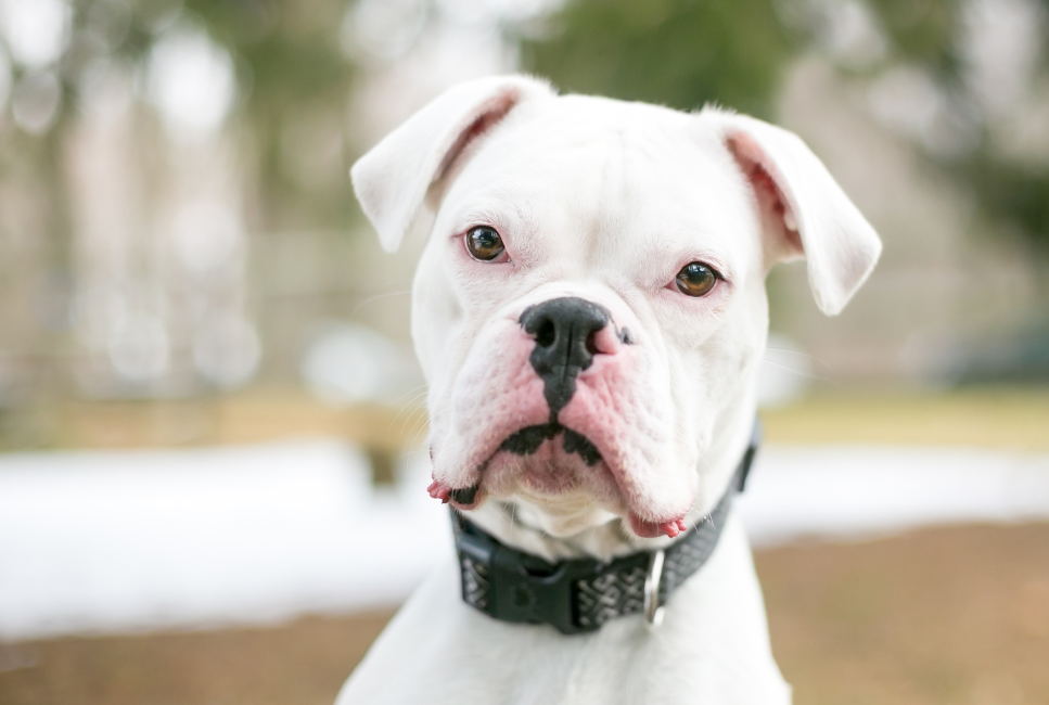 Jak zadbać o głuchego psa? Rozpoznanie objawów i praktyczne wskazówki szkoleniowe