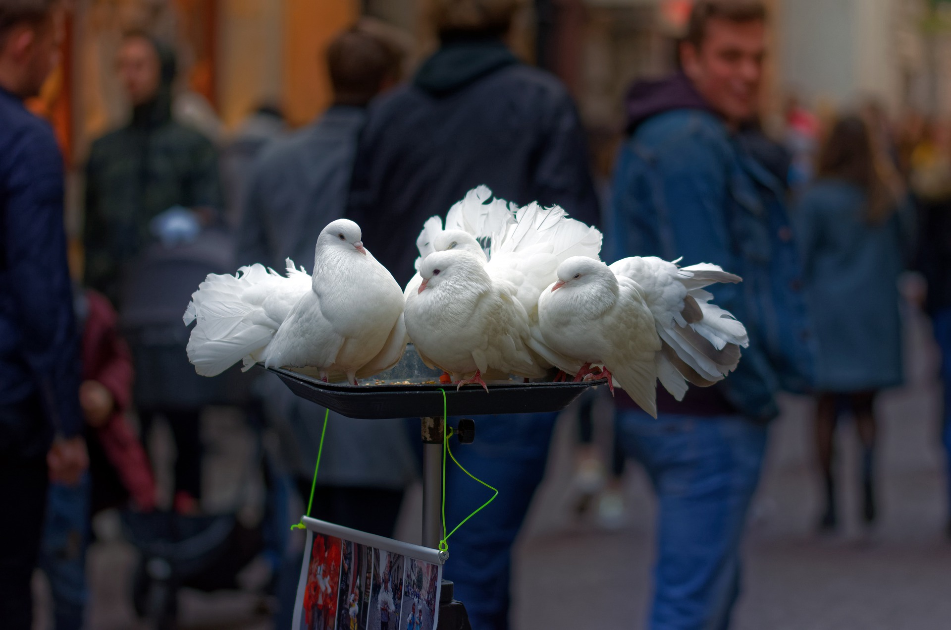 Co jedzą młode gołębie? Czym karmić gołębie w zależności od ich potrzeb?