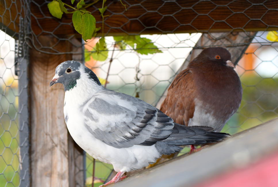 Co może cię zadziwić w gołębiach pocztowych?