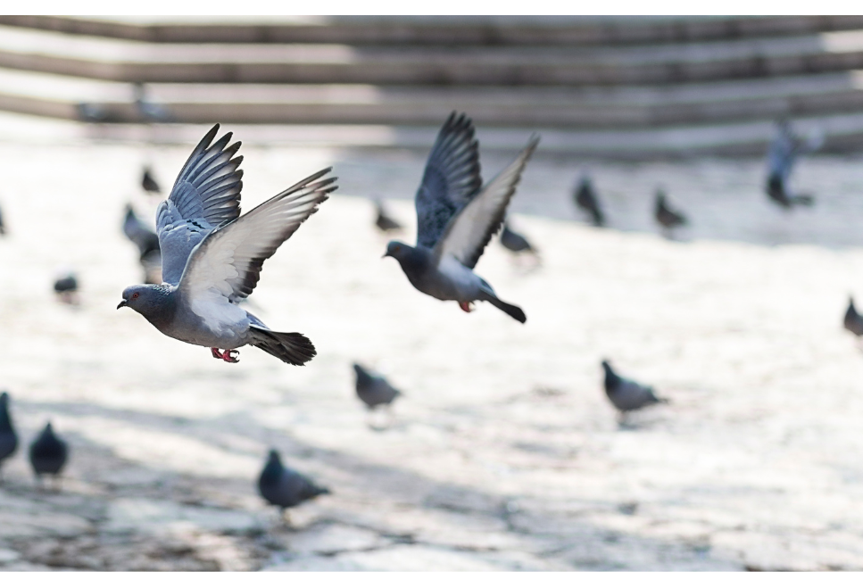 Gołębie - co powinieneś wiedzieć o tych miejskich ptakach?