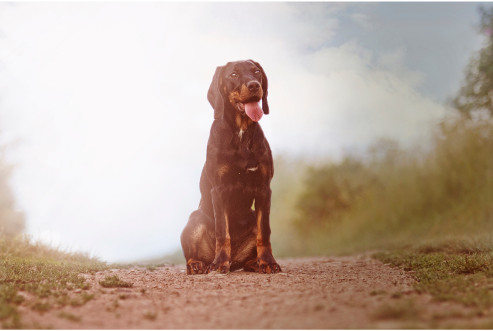 Gończy polski - druga gończa rasa Polski. Encyklopedia ras psów