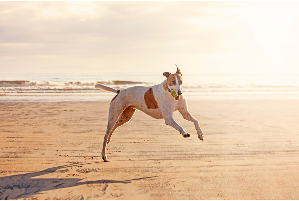 Pies greyhound - najszybszy z chartów. Encyklopedia ras psów