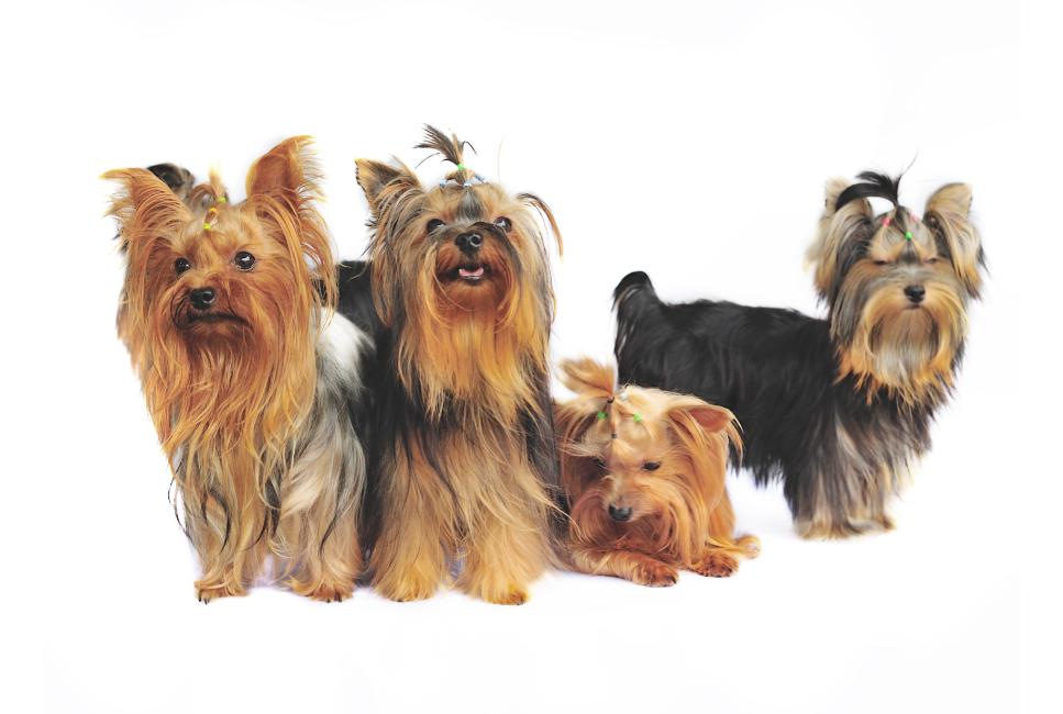 Grupa III psów w FCI: Teriery - jakie są to psy?