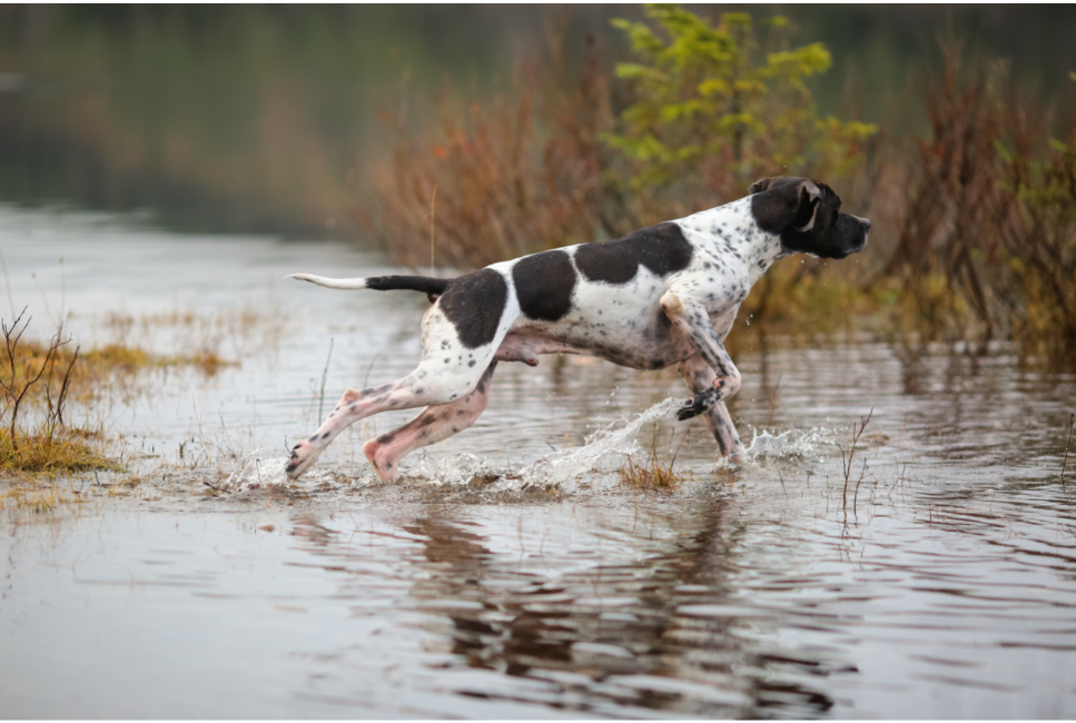 Grupa VII psów w FCI: Wyżły – rodzaje i opis
