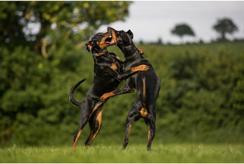 Grupa II FCI: Pinczery i sznaucery, molosy, szwajcarskie psy górskie i do bydła, pozostałe rasy