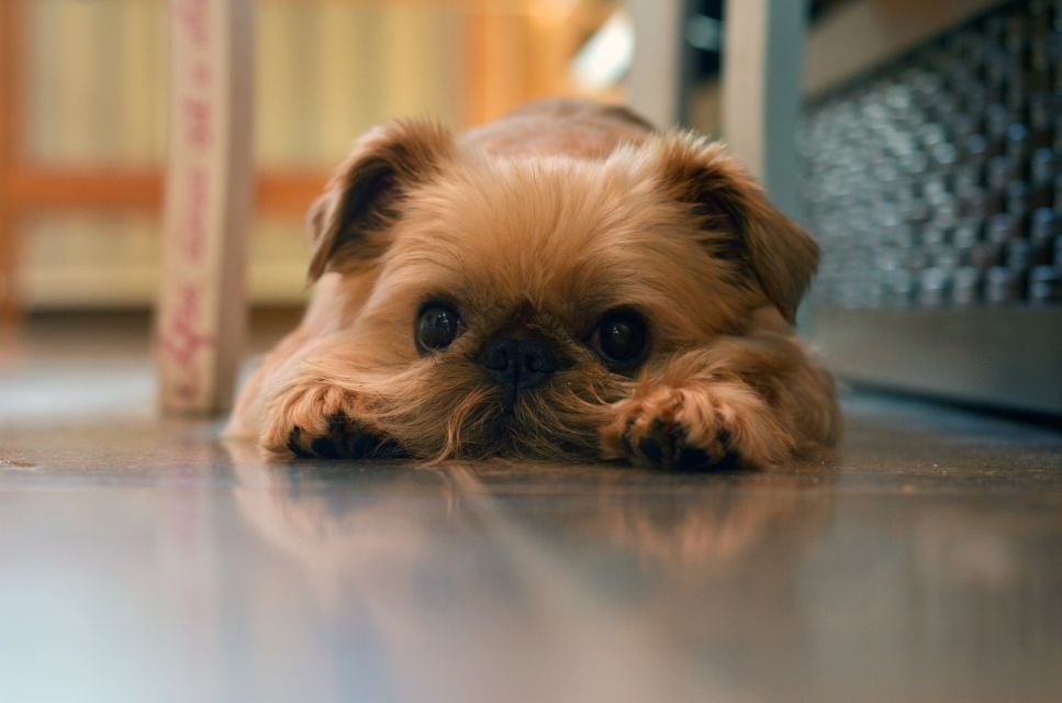 Gryfoniki – przedstawienie i opis odmian - Encyklopedia psów