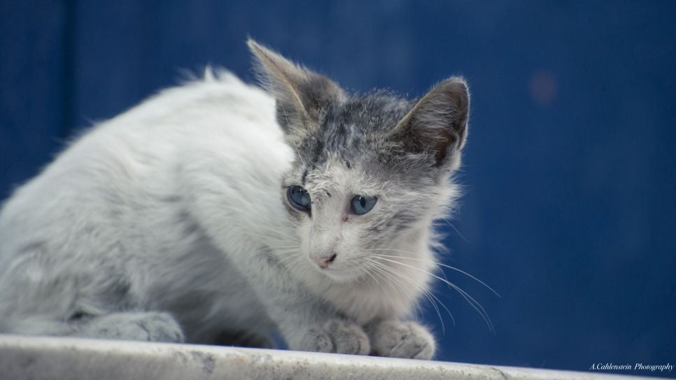 Jak rozpoznać grzybicę u kota?