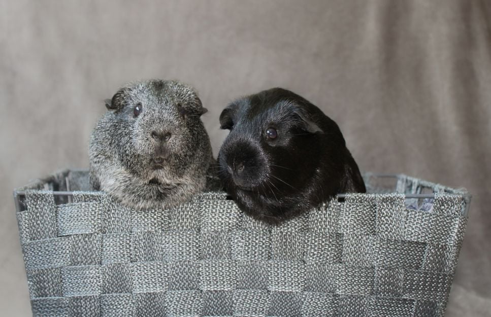 Grzybica u świnki morskiej – objawy i sposoby leczenia