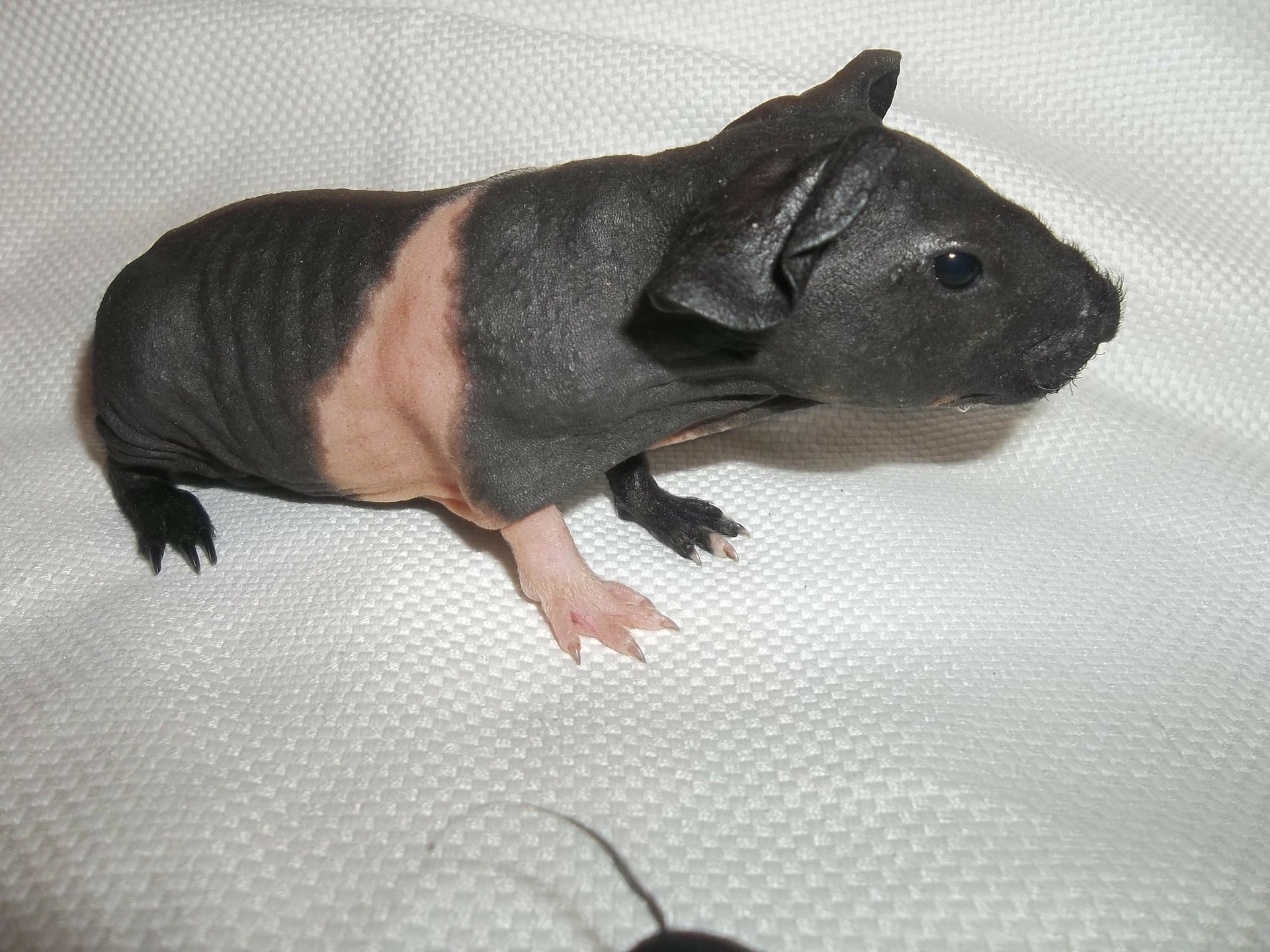 Kawia domowa rasy Skinny - charakterystyka, pielęgnacja, zdrowie (Świnka morska Skinny)