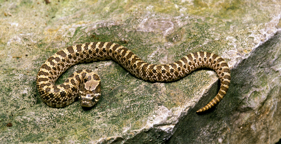 Heterodon - najważniejsze informacje