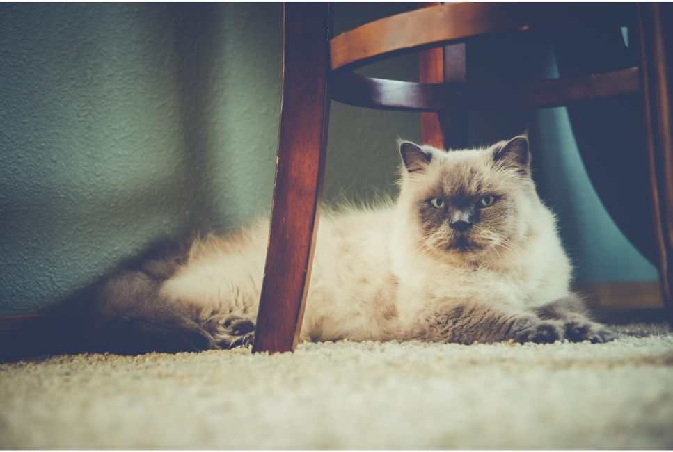 Kot himalajski (perski colourpoint) - Encyklopedia ras