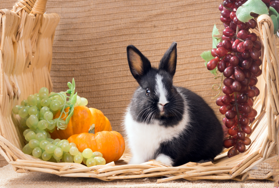 Królik holenderski - najważniejsze informacje o rasie