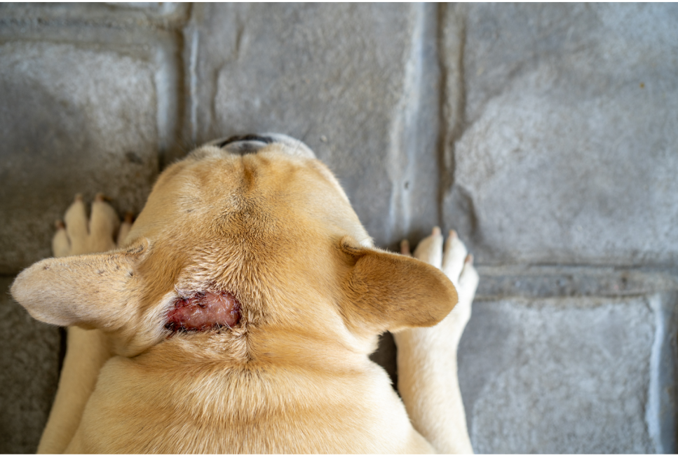 Hot spot - co to jest i jak pomóc pupilowi?