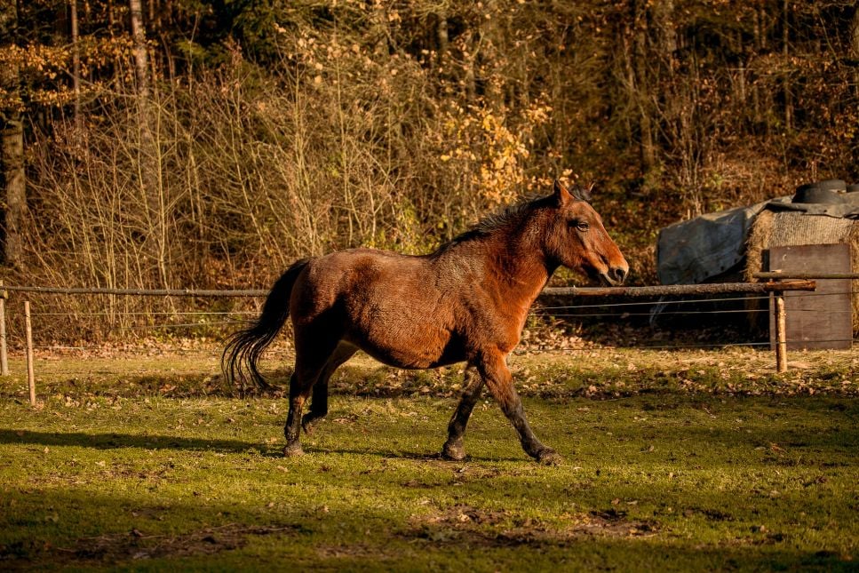 Koń huculski (Hucuł) - najważniejsze informacje o rasie