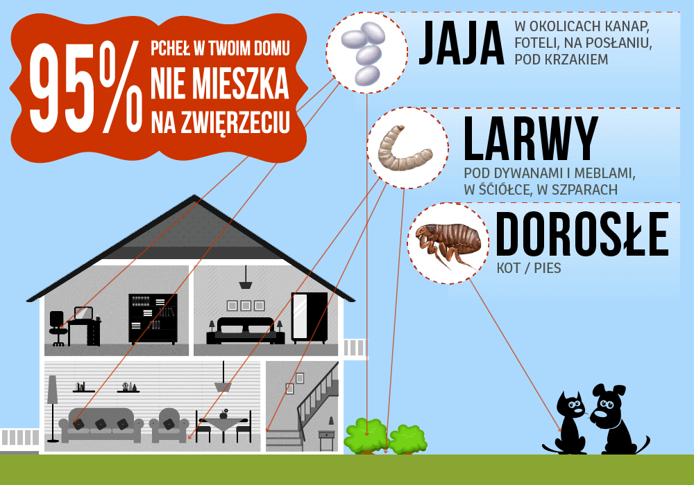 Pchły - co trzeba o nich wiedzieć