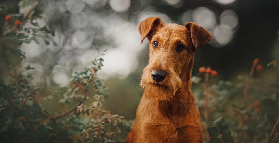Terier irlandzki (Irish terrier) - encyklopedia ras psów