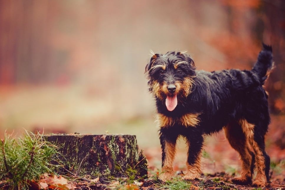 Niemiecki terier myśliwski (Jagdterrier) – najważniejsze informacje o rasie