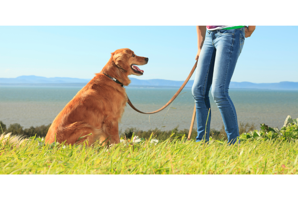 Jak nauczyć psa komendy daj głos?