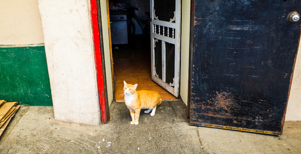 Jak oduczyć kota wychodzenia z domu?
