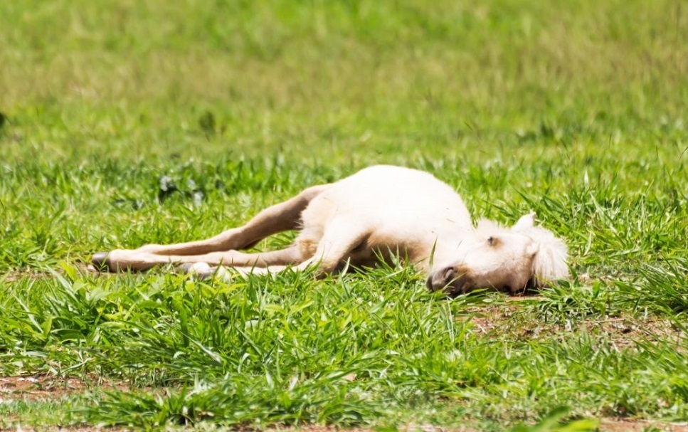 Jak konie śpią? Wszystko o śnie konia