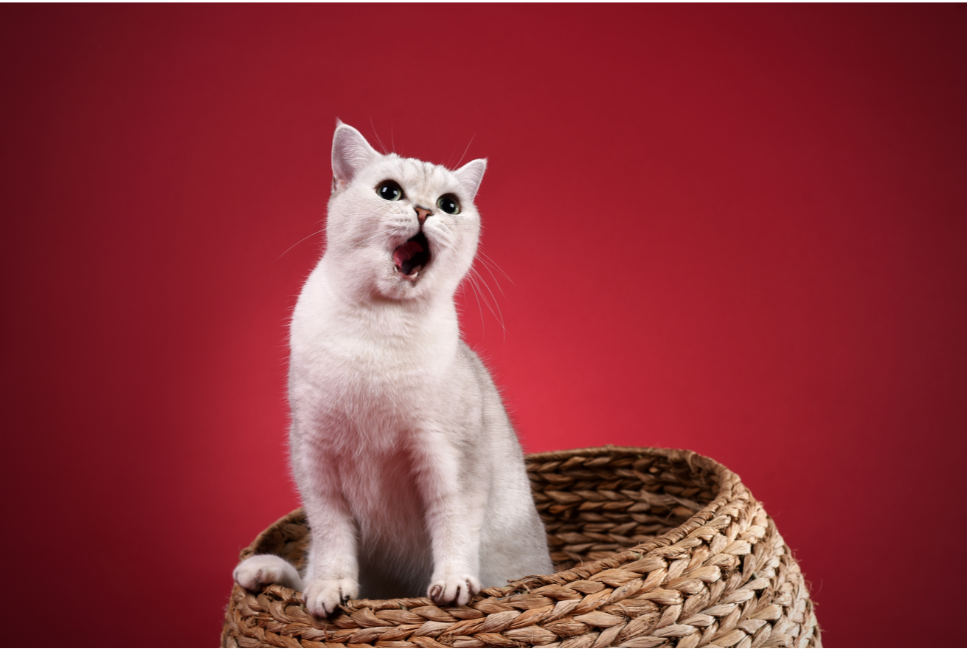 Jaki kot do mnie pasuje? Przeczytaj, zanim kupisz kota