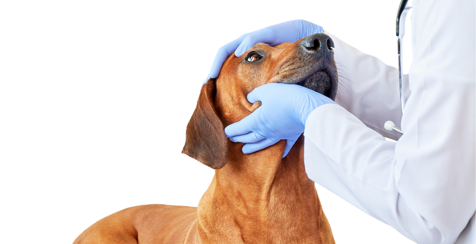 Jaskra u psa - objawy, leczenie, przyczyny