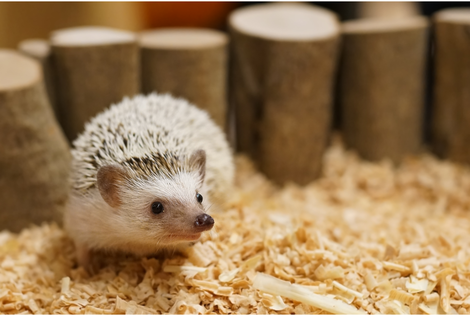 Jeż pigmejski (Atelerix albiventris) najważniejsze informacje o gatunku