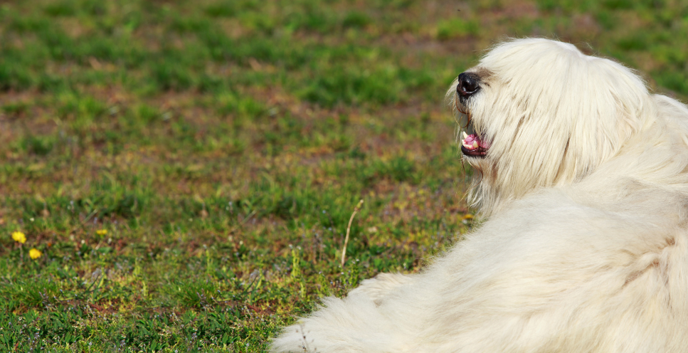 Owczarek południoworosyjski Jużak - encyklopedia ras psów