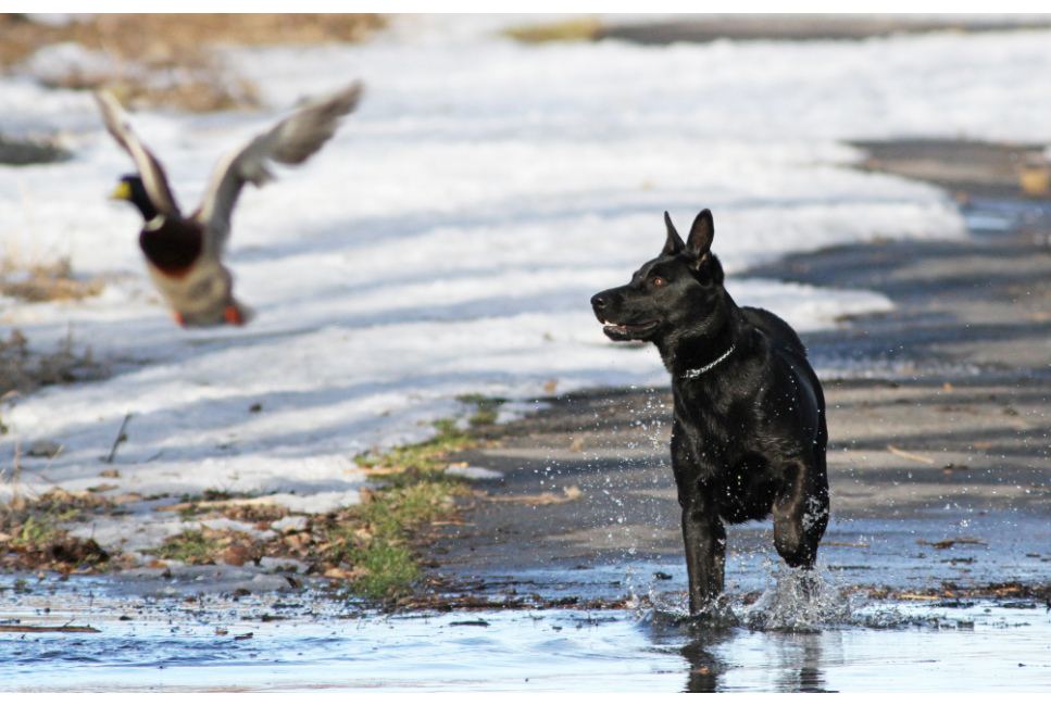 Czy dzikie ptactwo dla psa jest zdrowe? Poznaj wartość suszonej kaczki i bażanta