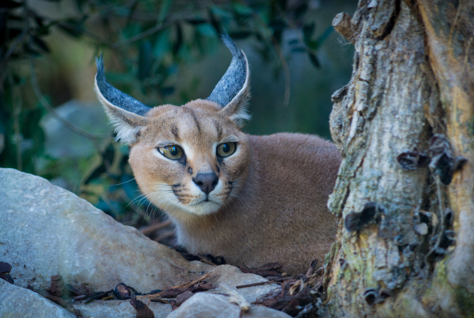 Karakal - domowy kot czy dzikie zwierzę?
